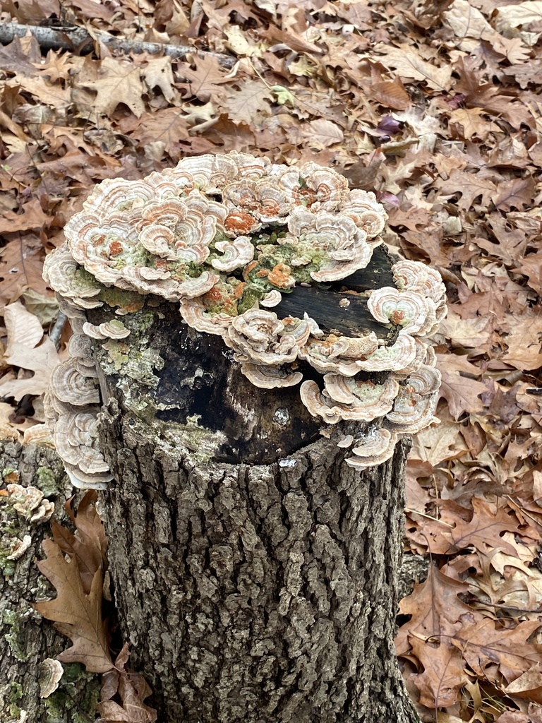 Lenzite du bouleau (Lenzites betulinus)