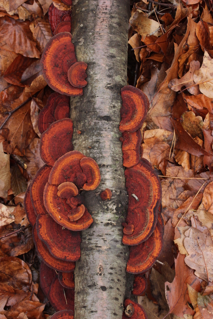 Lenzite du bouleau (Daedaleopsis confragosa)
