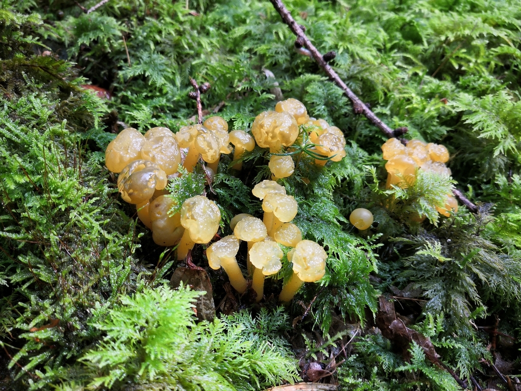 Léotie lubrique (Leotia lubrica)