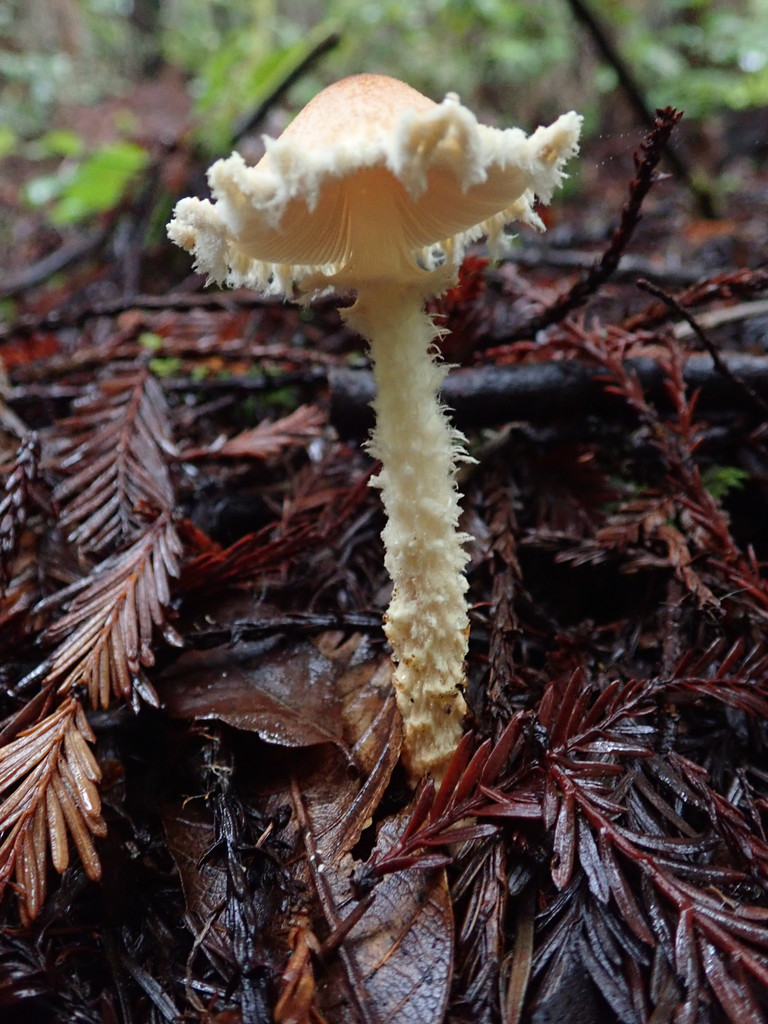 Lépiote à flocons jaunes (Lepiota magnispora)