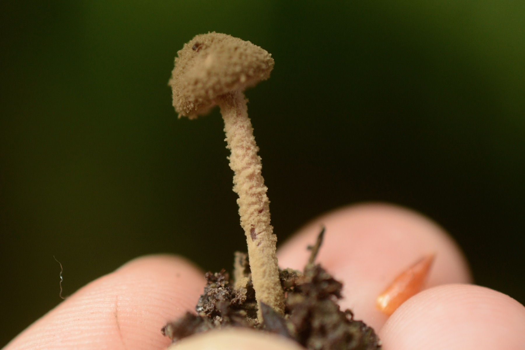 Lépiote à lames rouges (Melanophyllum haematospermum)