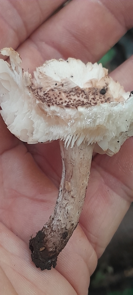 Lépiote brun-incarnat (Lepiota brunneoincarnata)