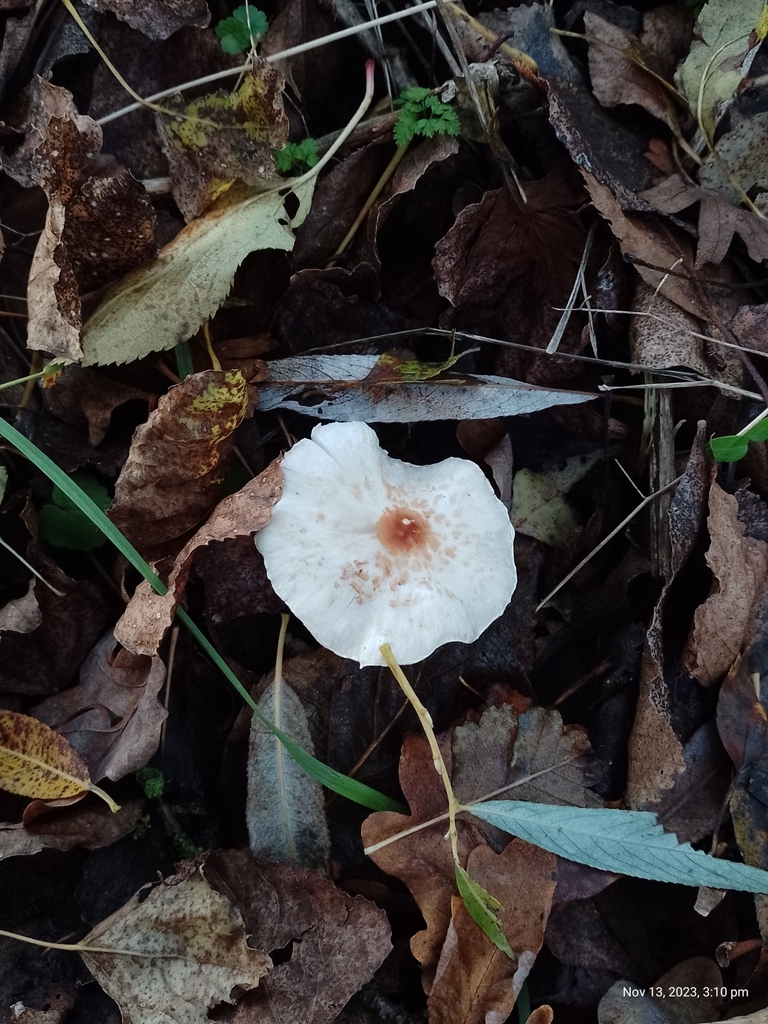 Lépiote crêtée (Lepiota cristata)