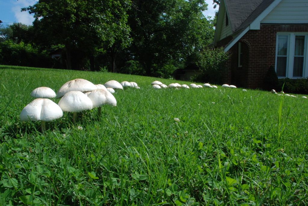 Lépiote de Morgan (Chlorophyllum molybdites)