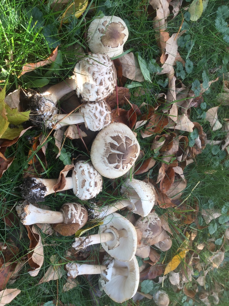 Lépiote déguenillée (Chlorophyllum rhacodes)