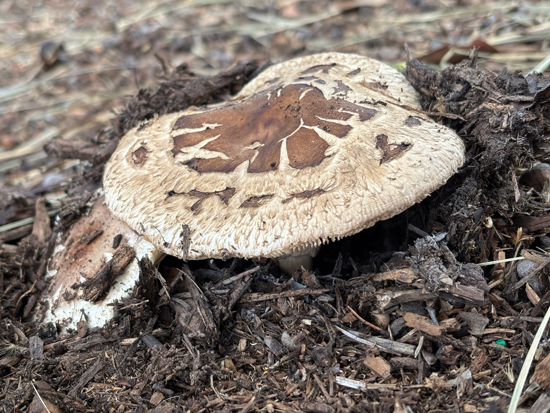 Lépiote des jardins (Chlorophyllum brunneum)