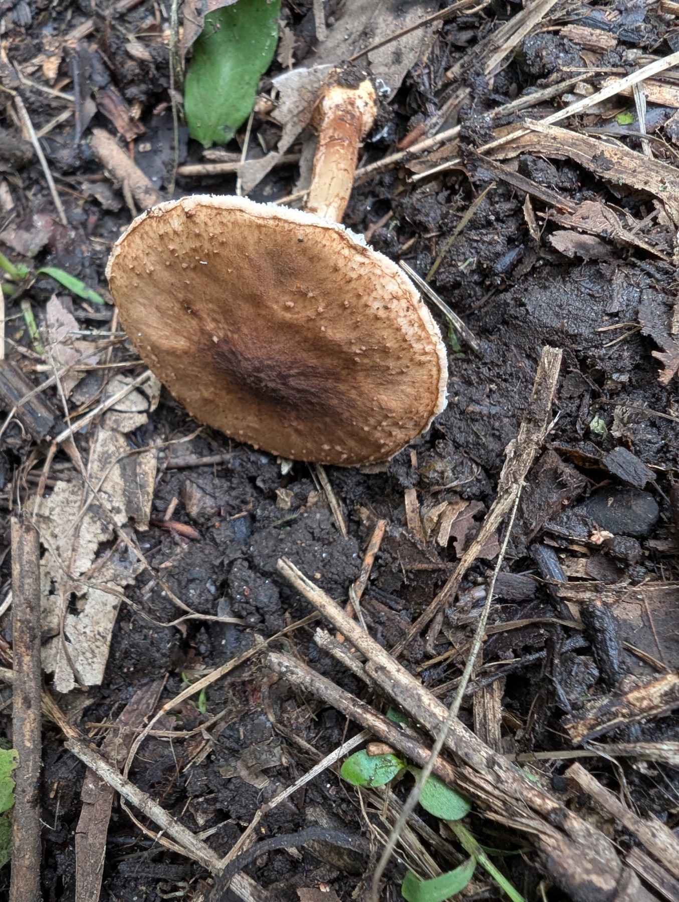 Lépiote épineuse (Echinoderma asperum)