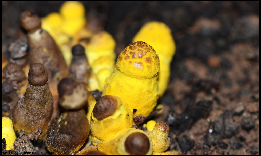 Lépiote jaune (Leucocoprinus birnbaumii)
