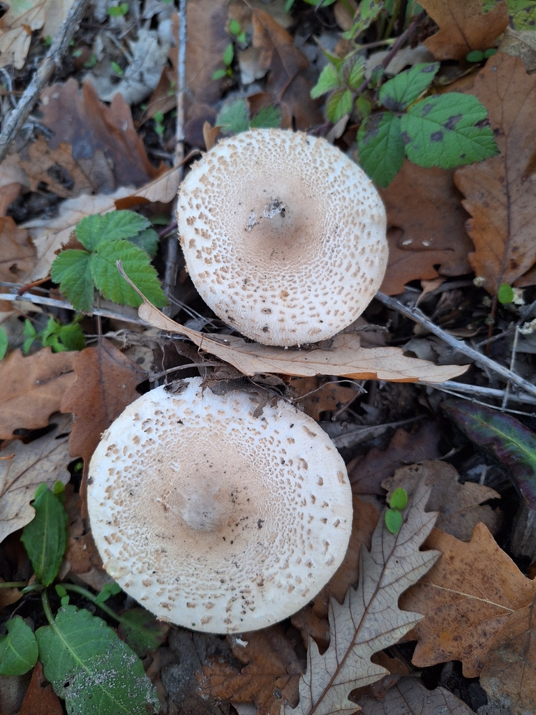 Lépiote mamelonnée (Macrolepiota mastoidea)