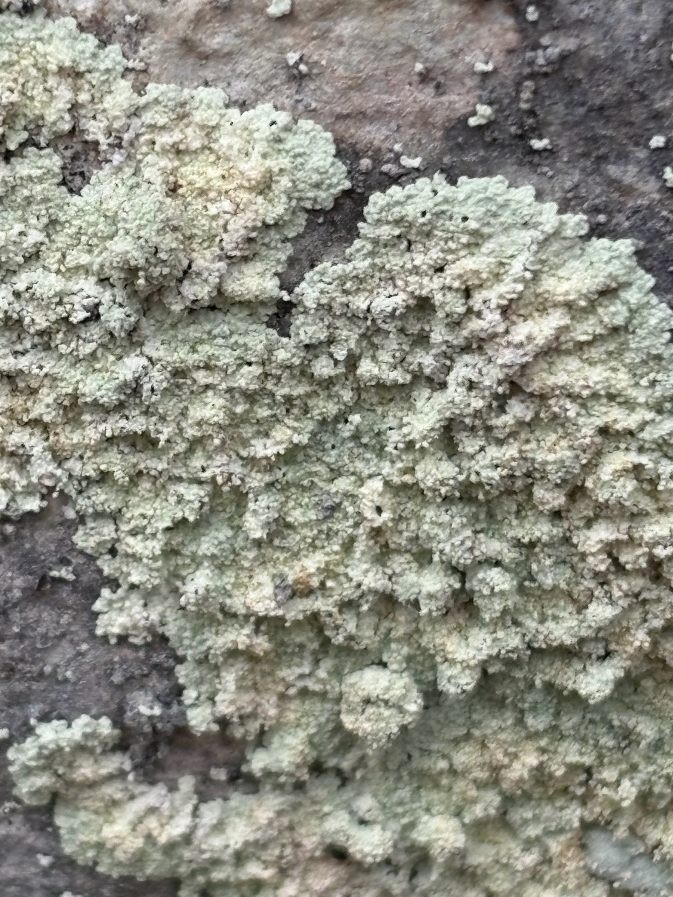 Lépraire lobulaire (Lepraria finkii)