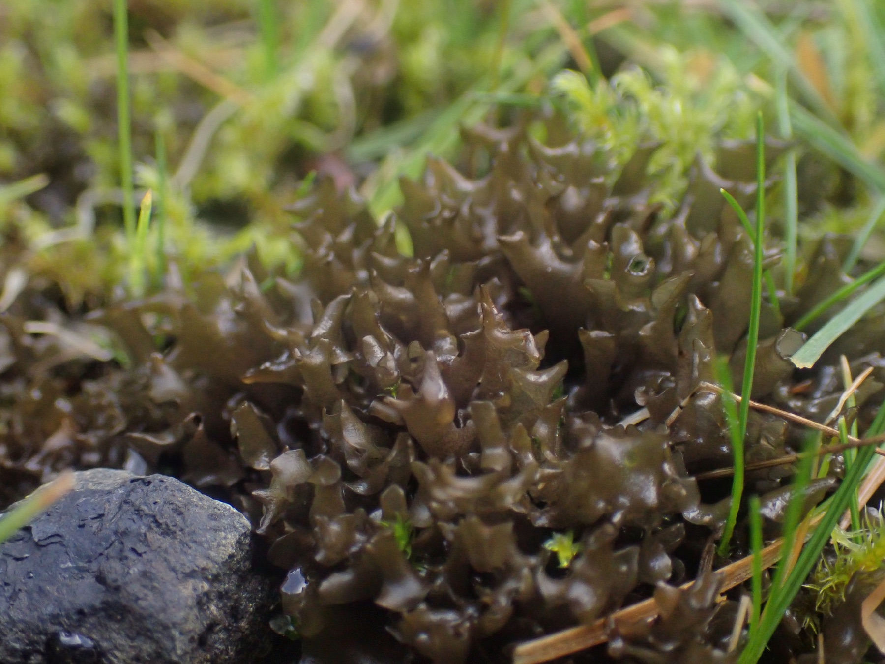 Leptoge palmé (Scytinium palmatum)