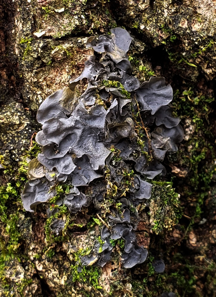 Leptogium cyanescens (Leptogium cyanescens)