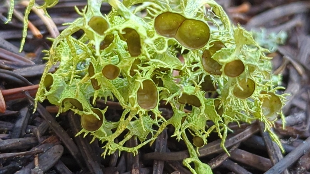 Léthaire des loups (Letharia vulpina)