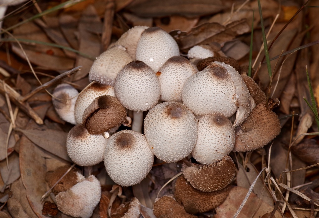 Leucocoprin à pied cespiteux (Leucocoprinus cepistipes)