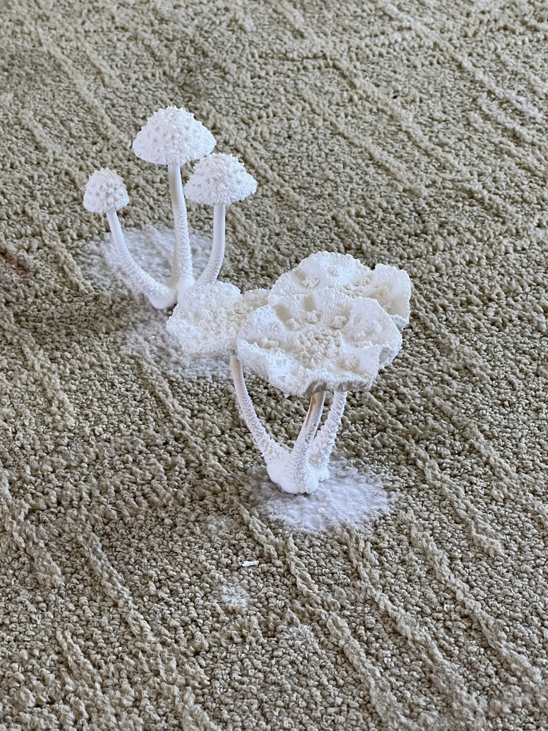Leucocoprinus cretaceus (Leucocoprinus cretaceus)