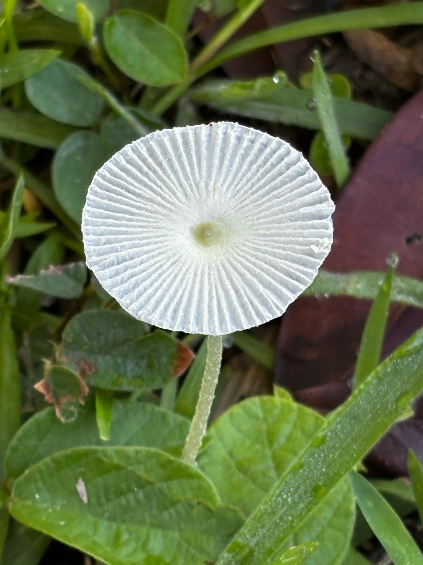 Leucocoprinus fragilissimus (Leucocoprinus fragilissimus)