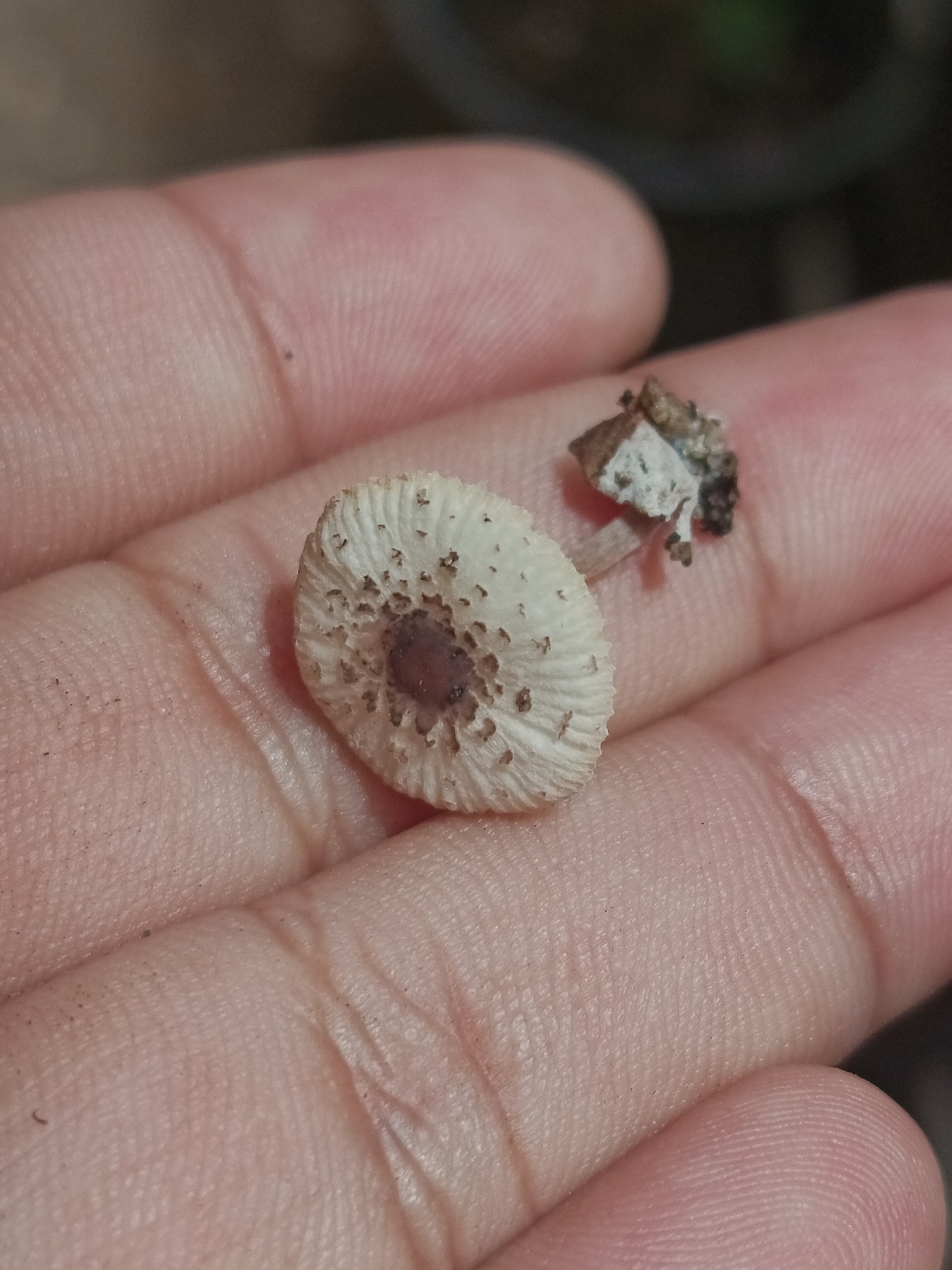 Leucocoprinus ianthinus (Leucocoprinus ianthinus)