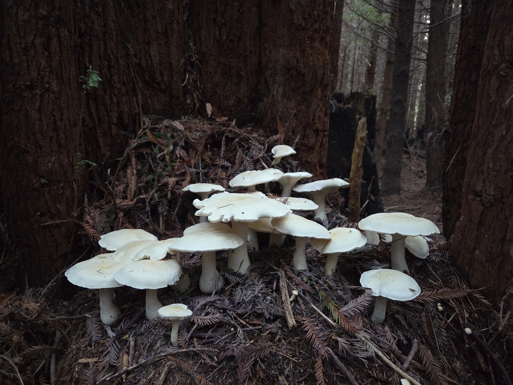 Leucopaxillus albissimus (Leucopaxillus albissimus)