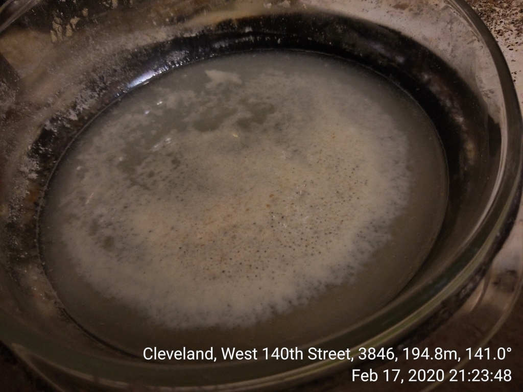 Levure de boulanger (Saccharomyces cerevisiae)