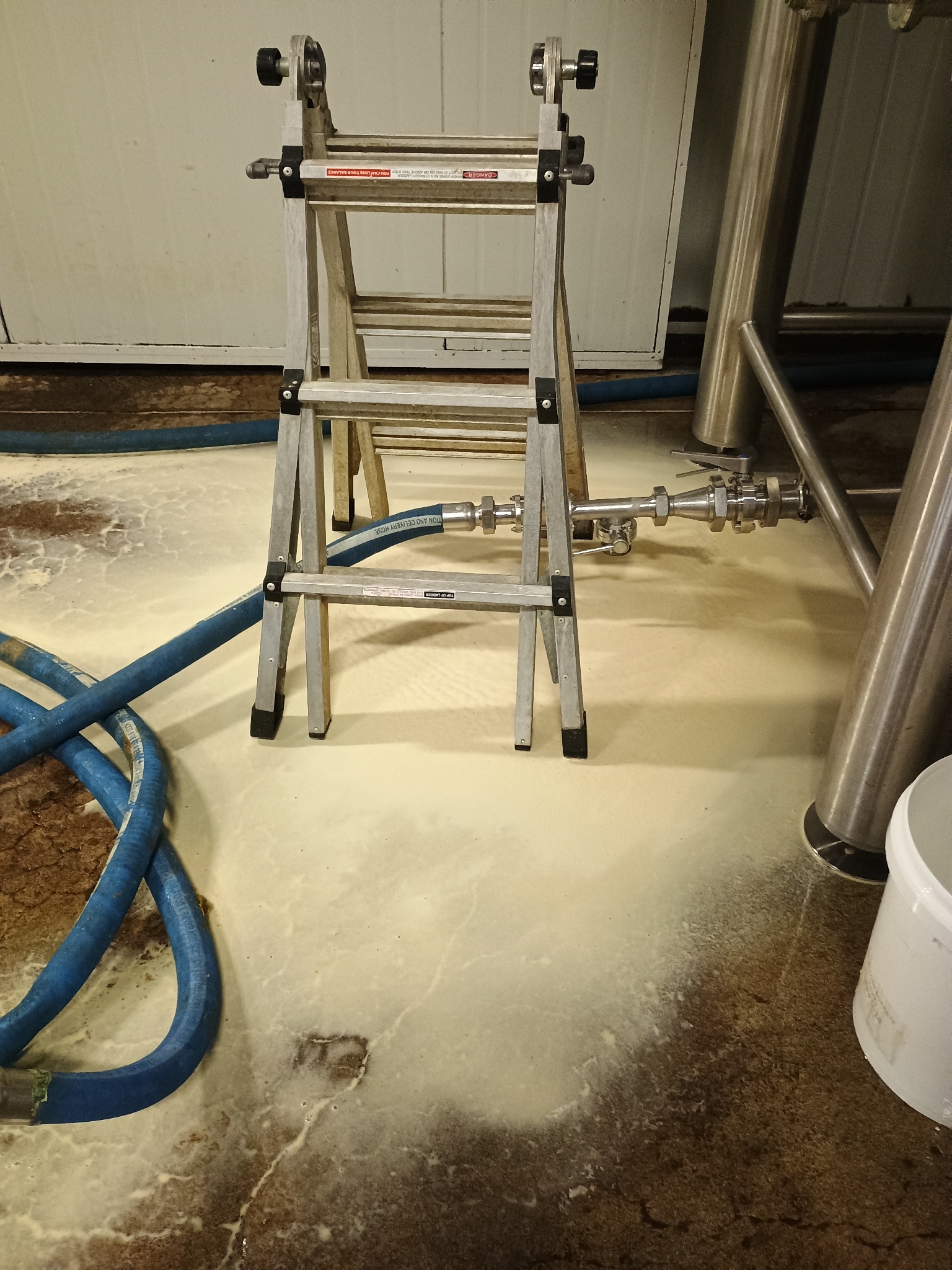 Levure de lager (Saccharomyces pastorianus)