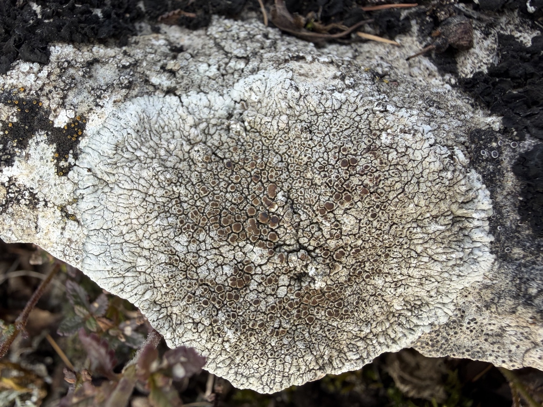 Lichen à bouclier creux rayonnant (Lobothallia radiosa)
