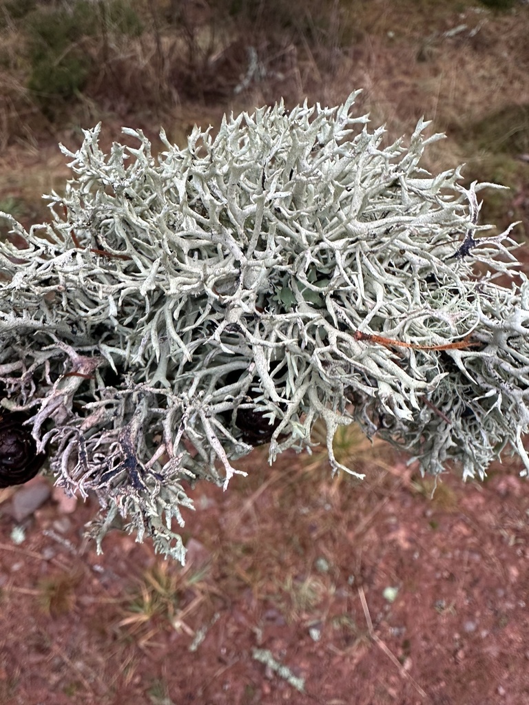 Lichen des parfumeurs (Pseudevernia furfuracea)