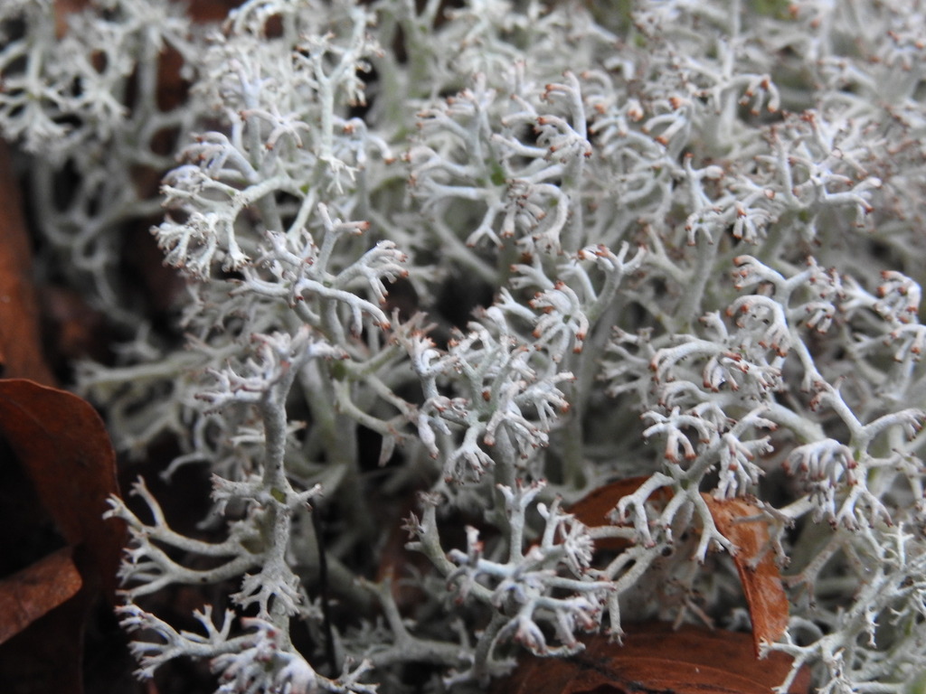 Lichen des rennes (Cladonia rangiferina)