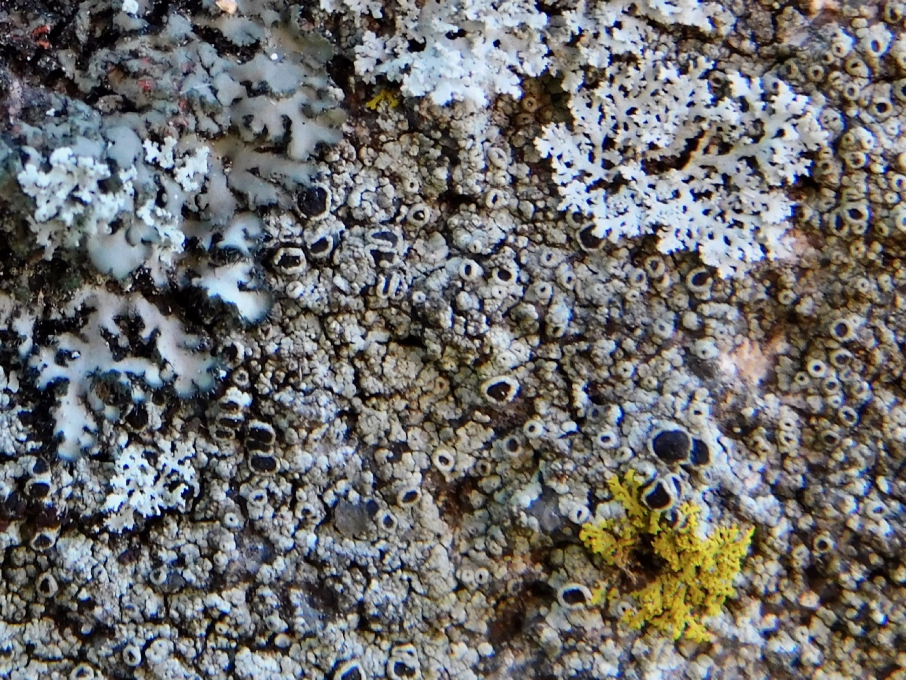 Lichen encroûtant gris (Tephromela atra)