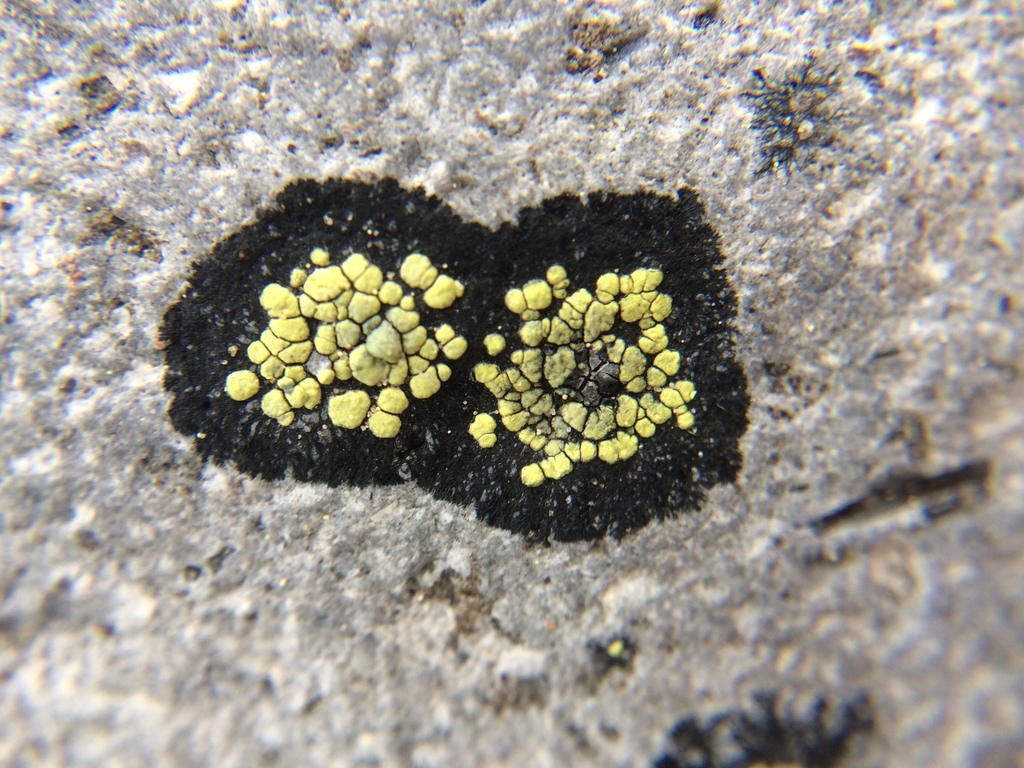Lichen géographique (Rhizocarpon geographicum)