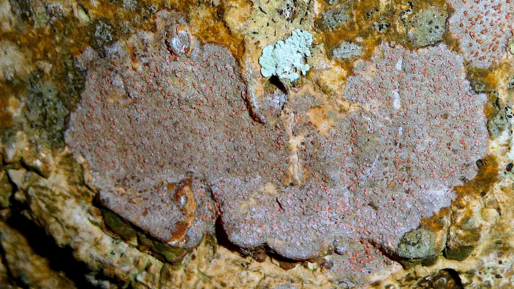 Lichen tache de cinnabre (Coniocarpon cinnabarinum)