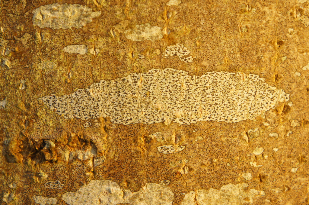 Lichen tache rayonnant (Arthonia radiata)