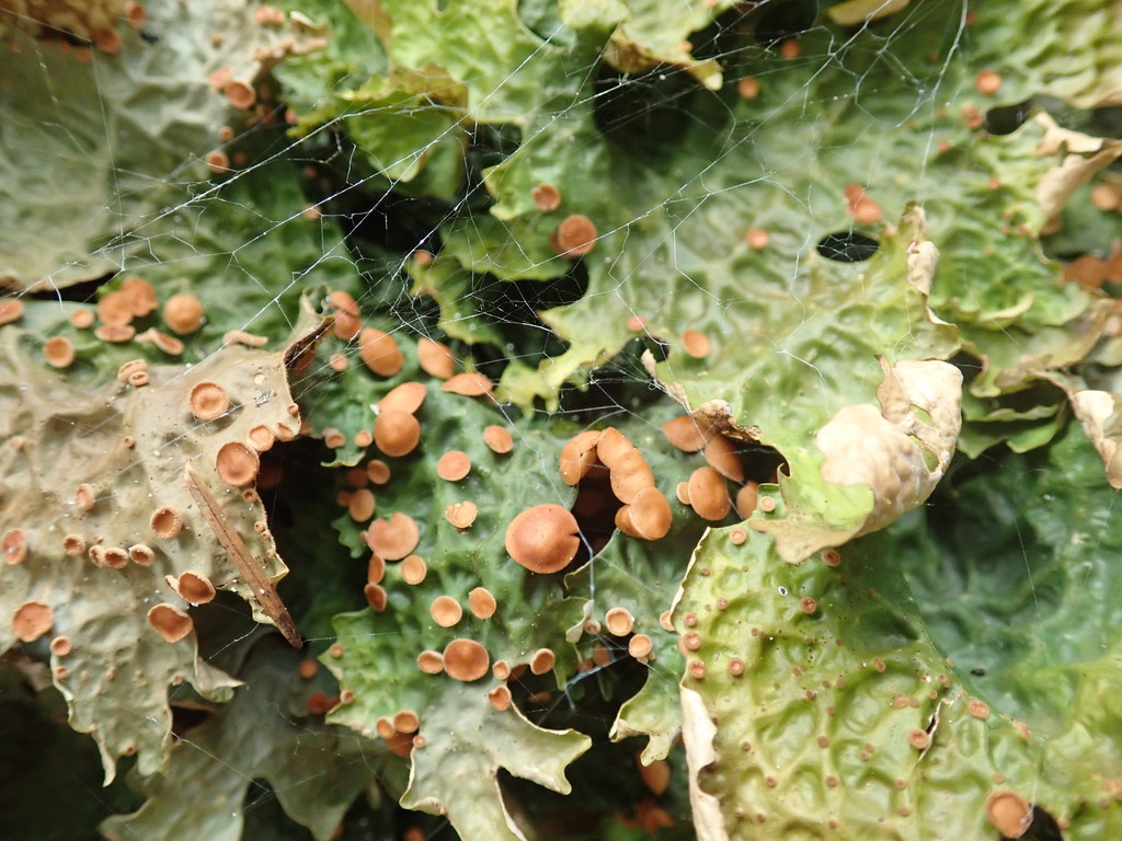 Lobaire chou (Lobaria linita)