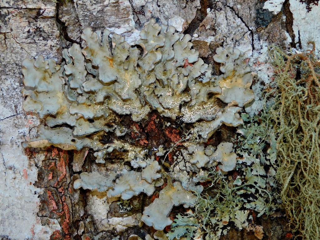 Lobaire piquée (Lobarina scrobiculata)