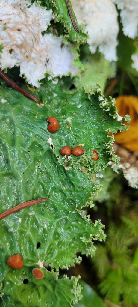 Lobaria oregana (Lobaria oregana)