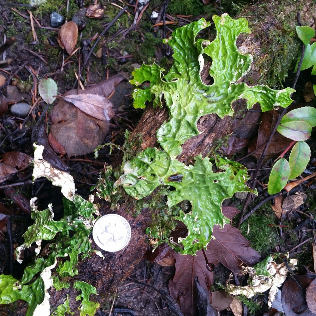 Lobérie pulmonaire (Lobaria pulmonaria)