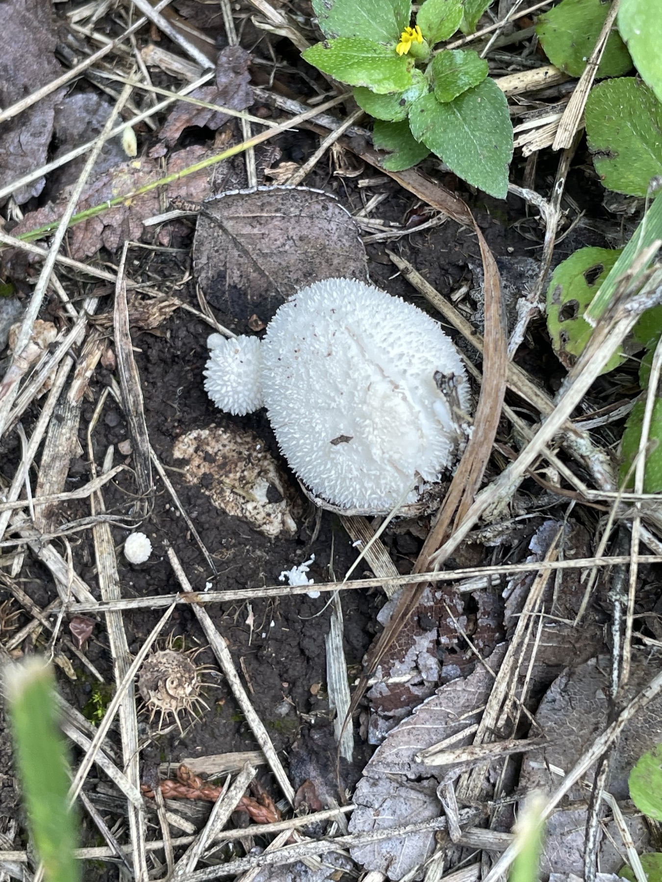 Lycoperdon curtisii (Lycoperdon curtisii)