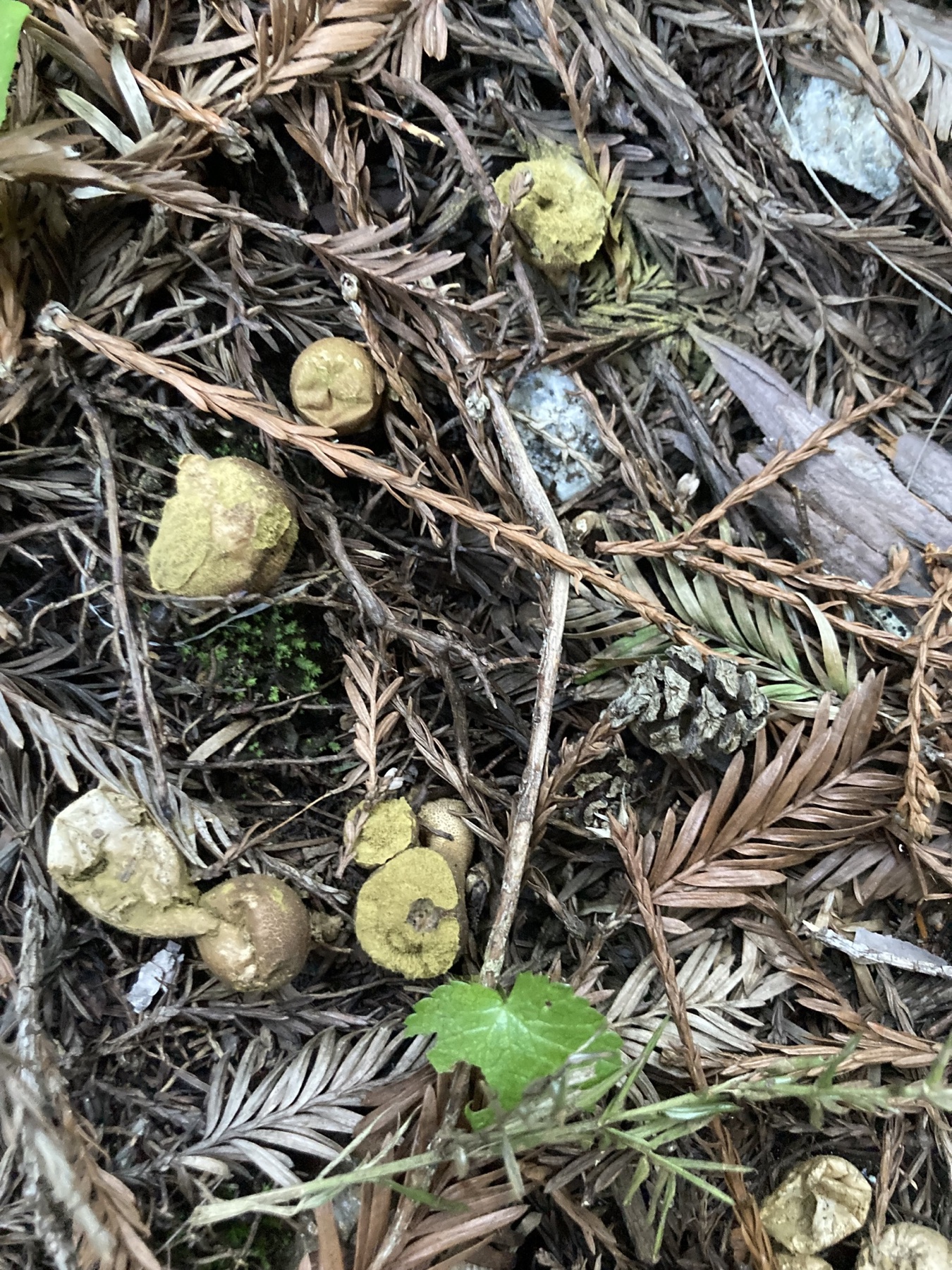 Lycoperdon umbrinum (Lycoperdon umbrinum)