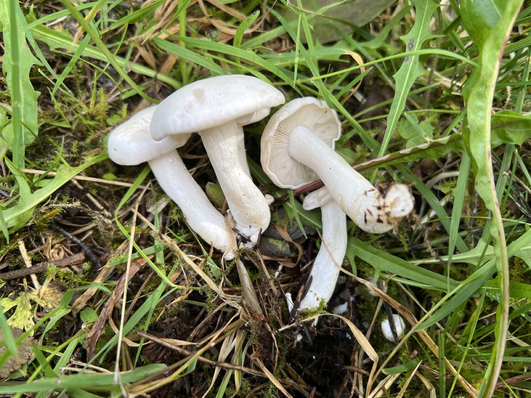 Lyophylle conné (Leucocybe connata)