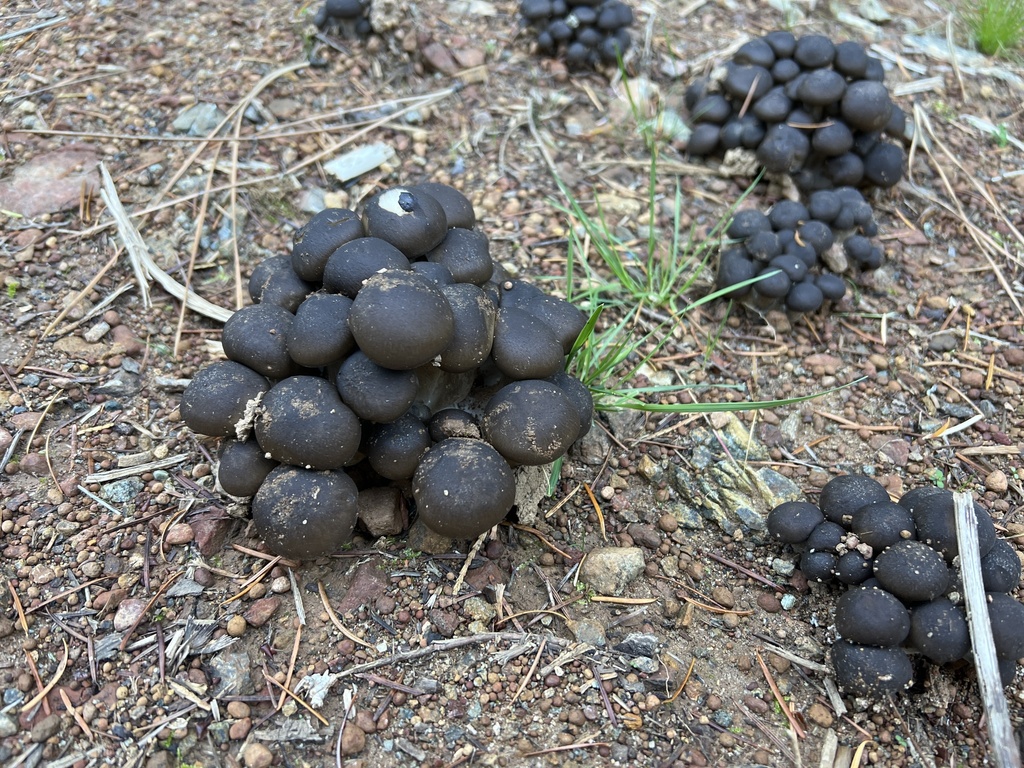 Lyophylle en touffes (Lyophyllum decastes)