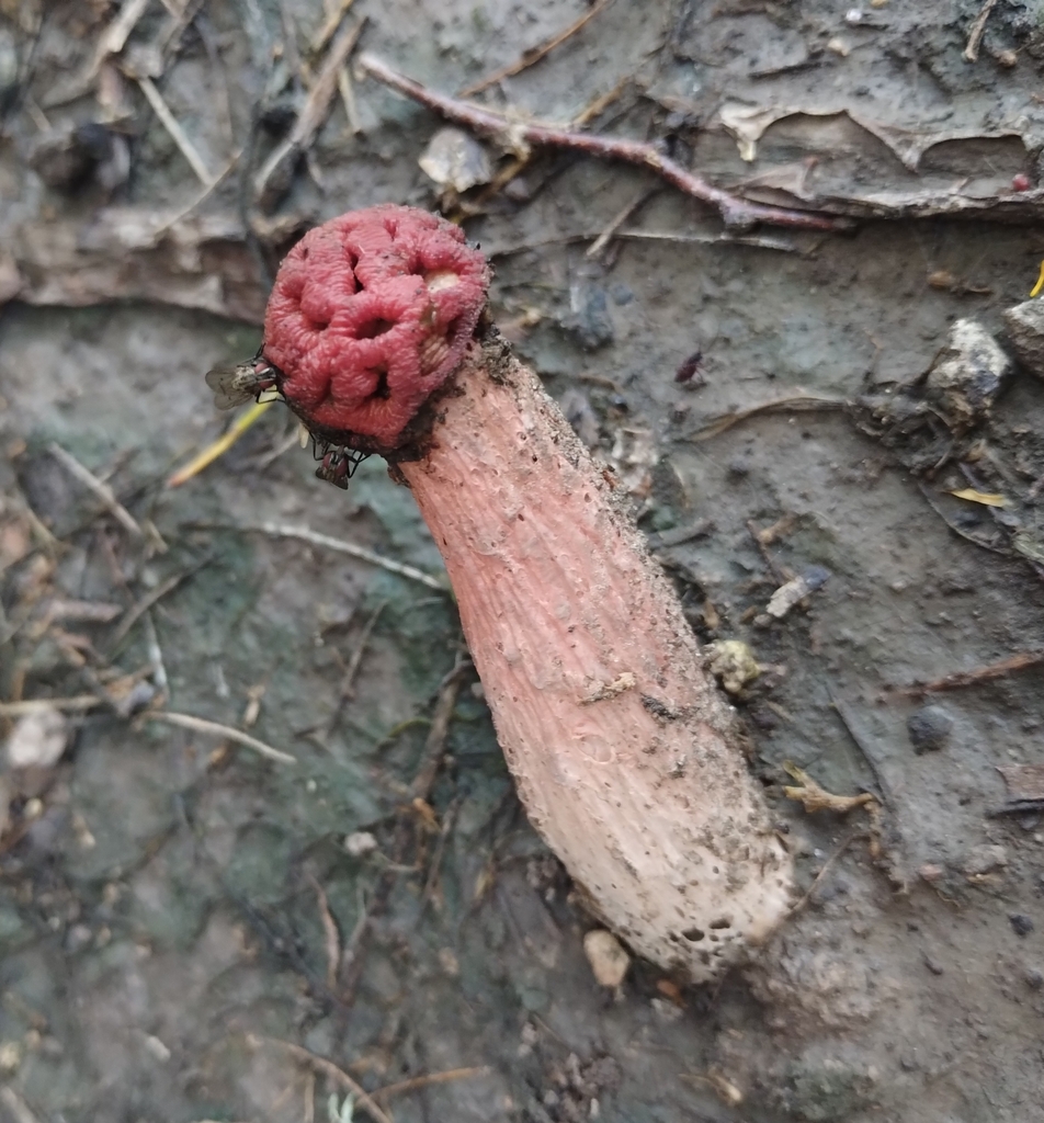 Lysurus sphaerocephalum (Lysurus sphaerocephalum)