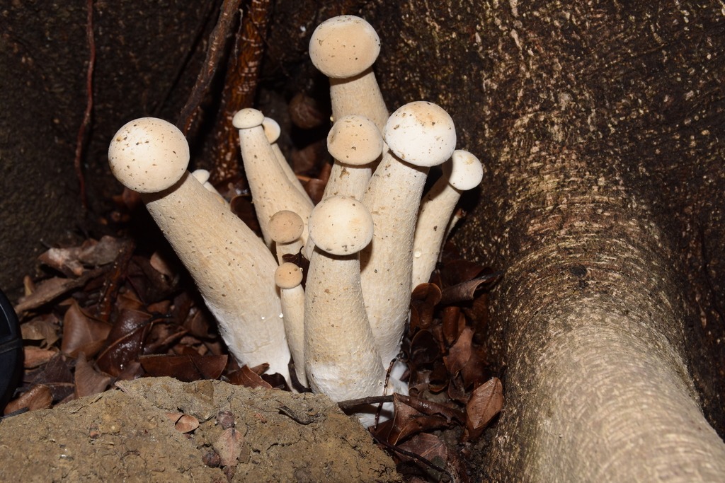Macrocybe géante (Macrocybe gigantea)