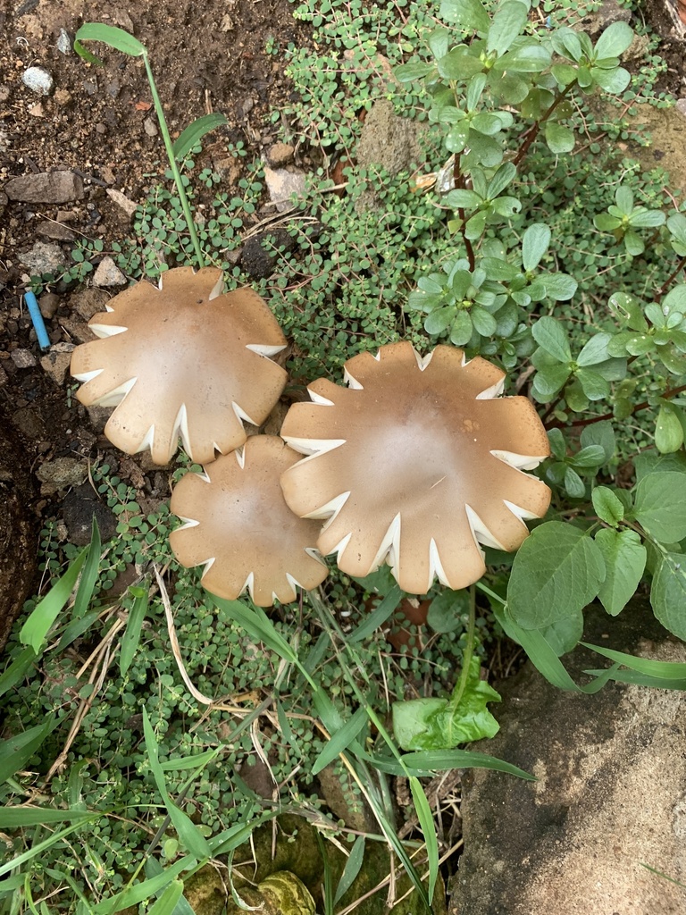 Macrocybe titans (Macrocybe titans)