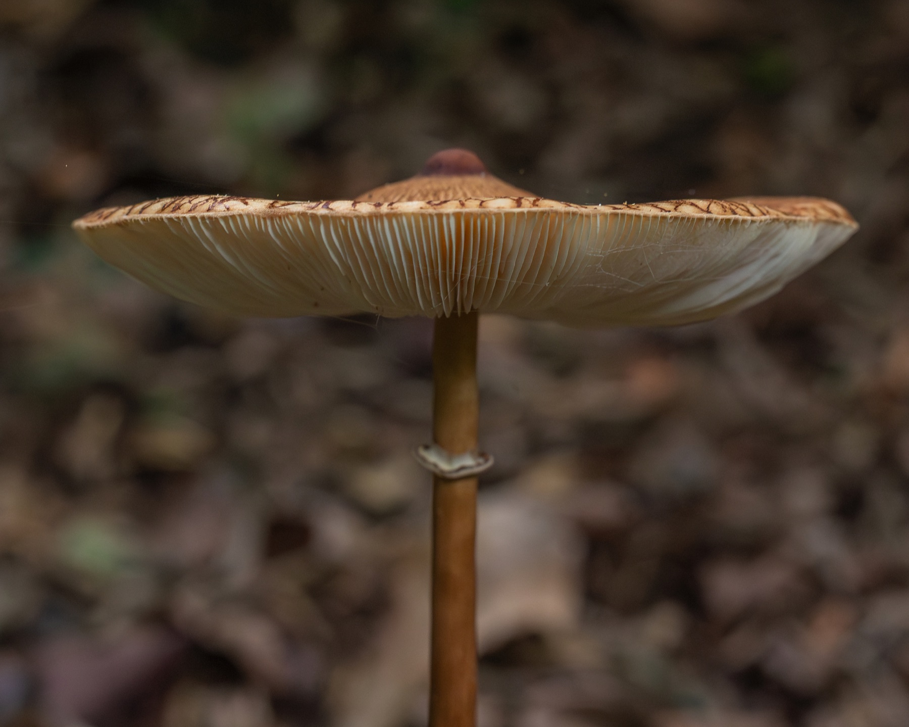 Macrolepiota capelariae (Macrolepiota capelariae)