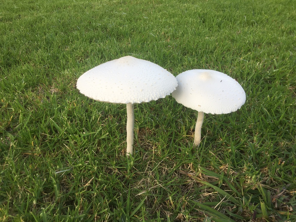 Macrolepiota dolichaula (Macrolepiota dolichaula)