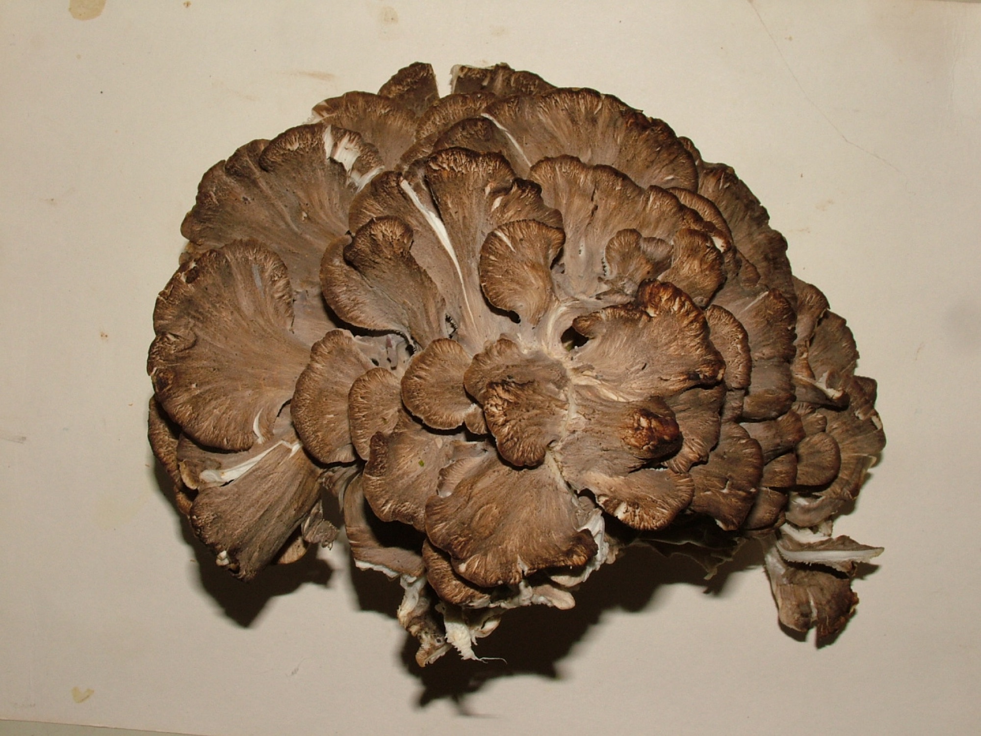 Maitaké (Grifola frondosa)