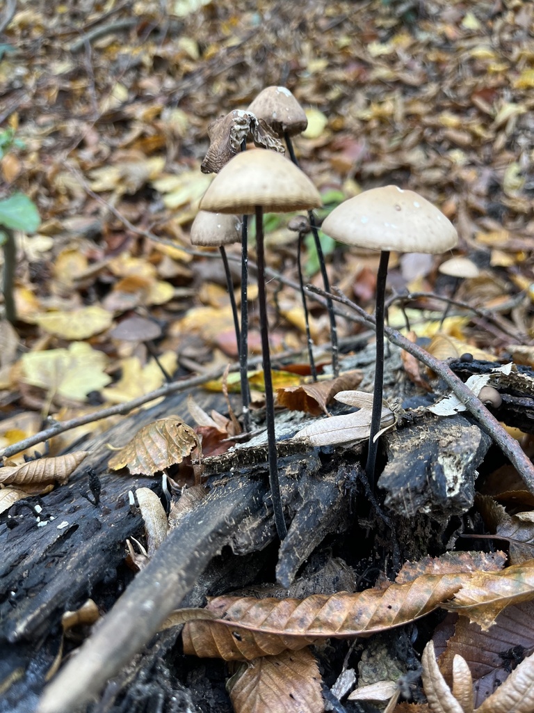 Marasme à odeur d'ail (Mycetinis alliaceus)