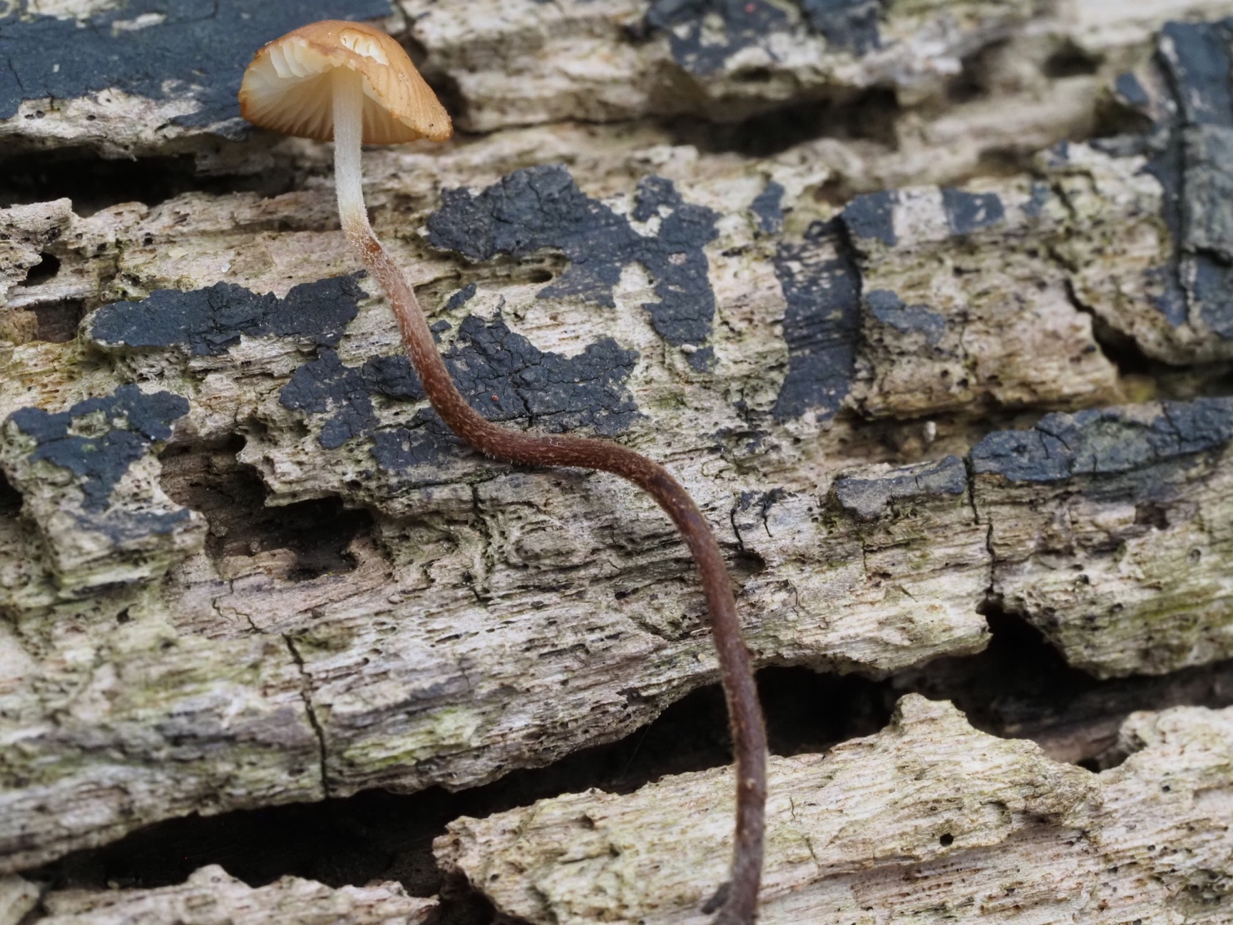 Marasme à tête rousse (Rhizomarasmius pyrrhocephalus)