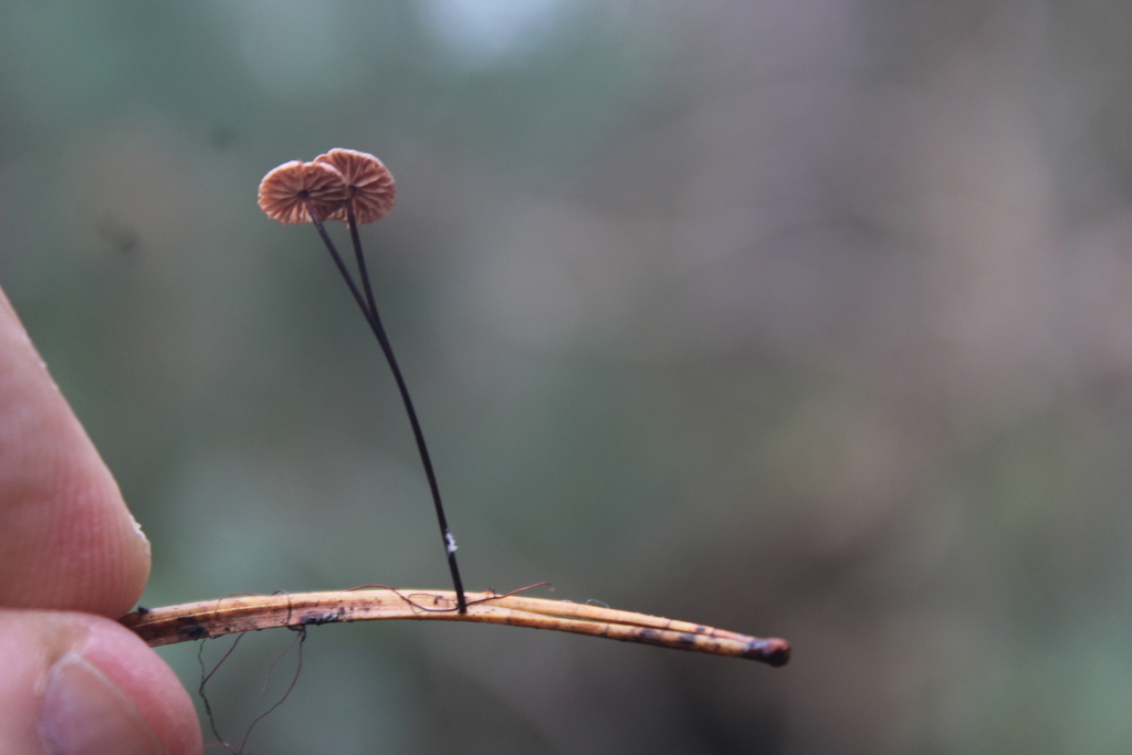 Marasme androsace (Gymnopus androsaceus)