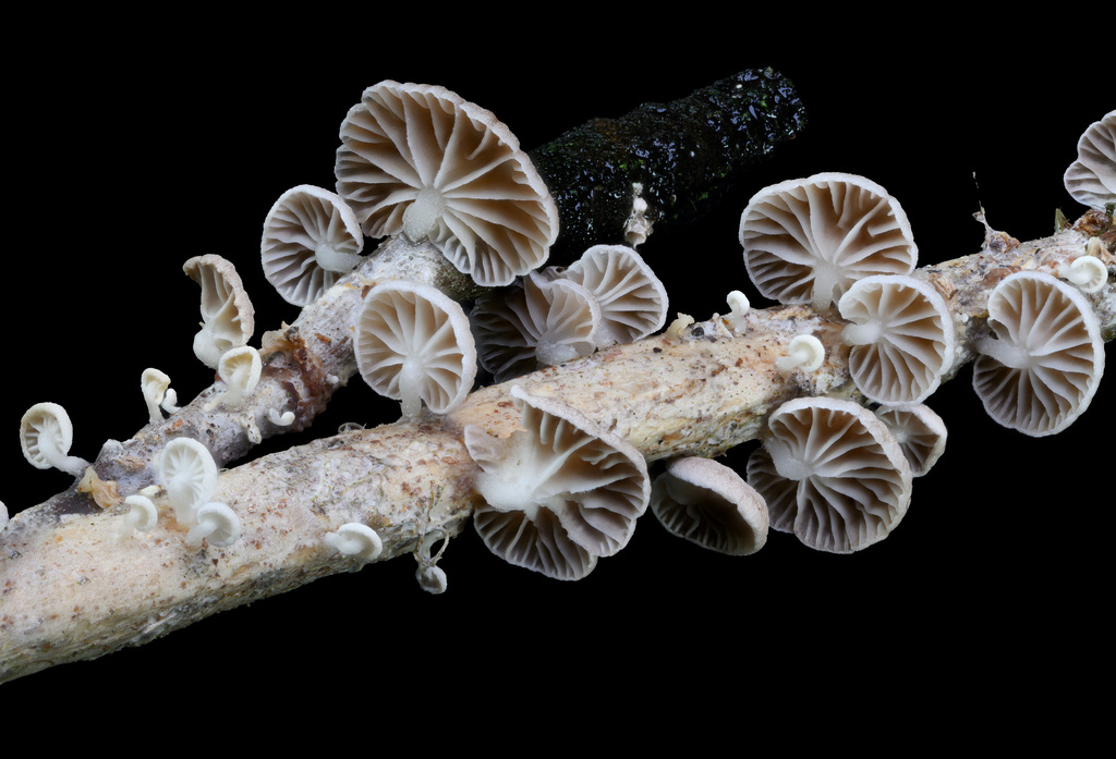 Marasme blanc (Marasmiellus candidus)