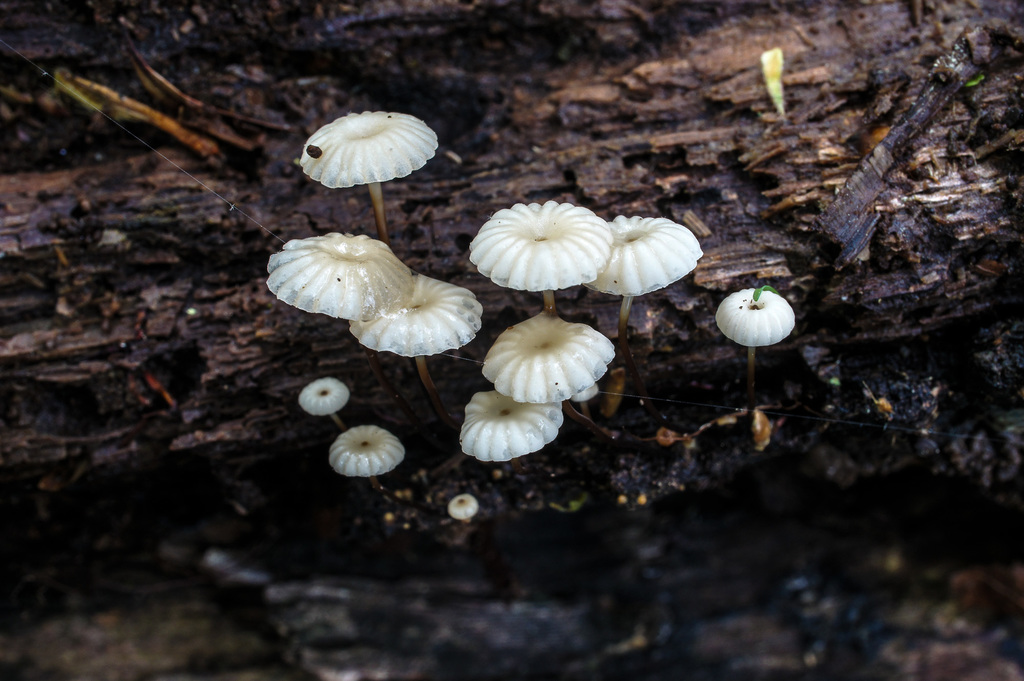 Marasme petite roue (Marasmius rotula)